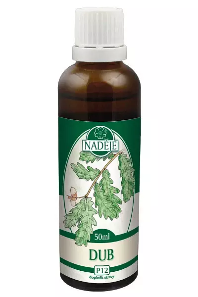Dub - tinktura z pupenů foto