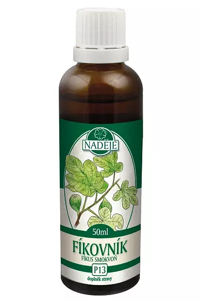 Fíkovník - tinktura z pupenů foto