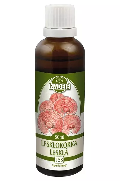 Lesklokorka lesklá – bylinná tinktura photo