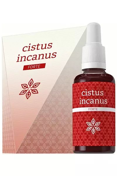 Cistus incanus photo