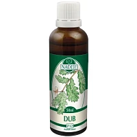 Dub – tinktura z pupenů foto