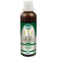 Lnice – tinktura z pupenů photo